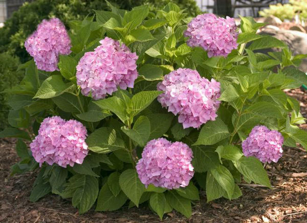 Гортензия крупнолистная 'Эндлесс Саммер пинк'