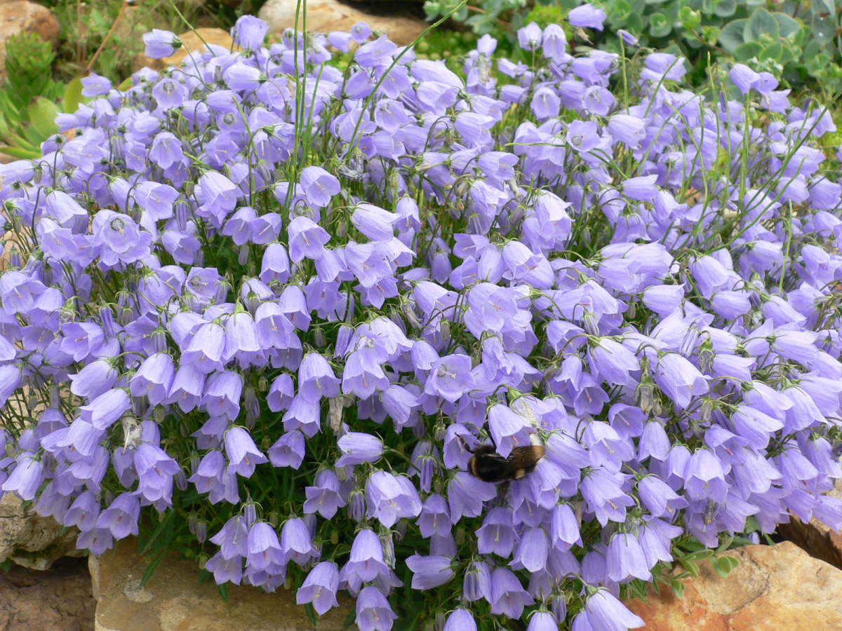 Семена Колокольчик