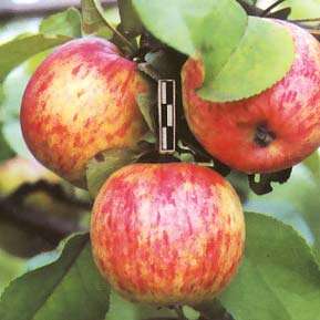 Яблоня домашняя 'Орлинка'