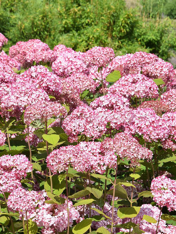 Гортензия древовидная 'Мэджикал Пинкербелл'