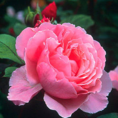 Роза 'Бразер Кадфаэл' (парковая, чайно - гибридная)