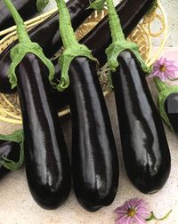 Баклажан 'Самар'