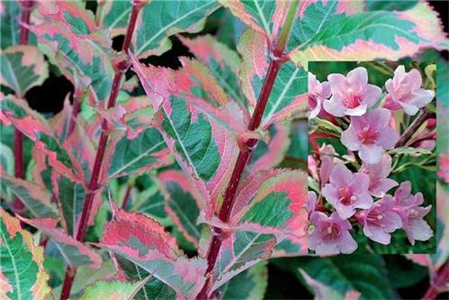Вейгела японская 'Мэджикал Рейнбоу'