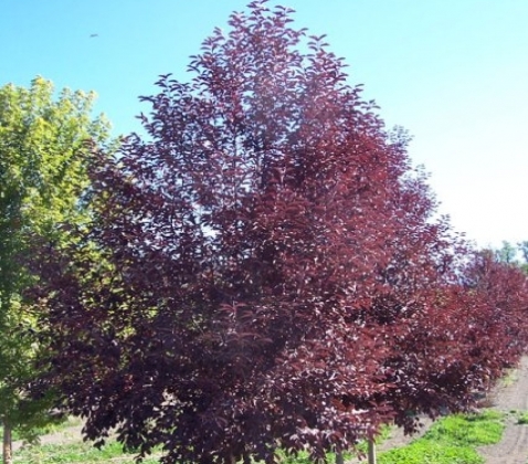 Черемуха виргинская 'Канада Ред'