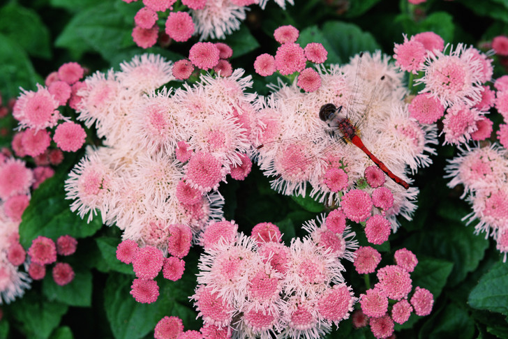 Семена Агератум