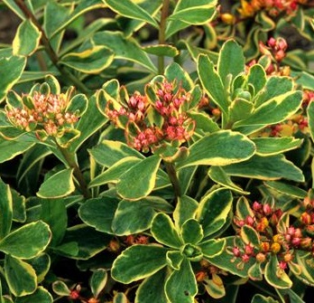 Седум камчатский (Очиток) 'Вариегатум'