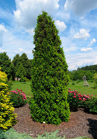 Туя западная 'Малоняна'