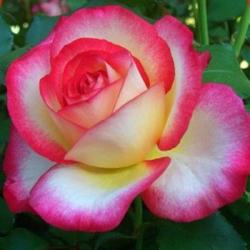 Роза 'Лео Ферре' (чайно-гибридная) (бело - розовая)