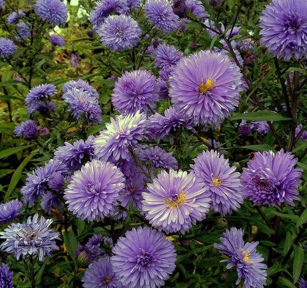 Астра новобельгийская 'Сара Баллард' (сине-сиреневые)