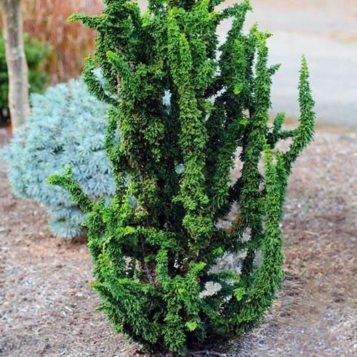 Кипарисовик тупой 'Чиримен'