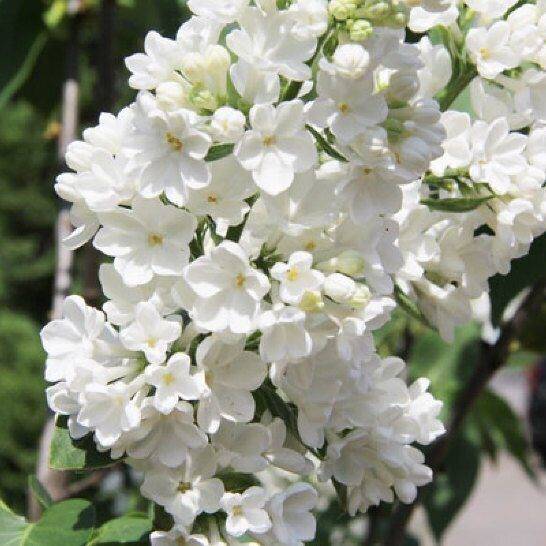 Сирень обыкновенная 'Рочестер' (белая)