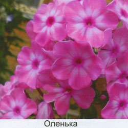 Флокс метельчатый 'Оленька'