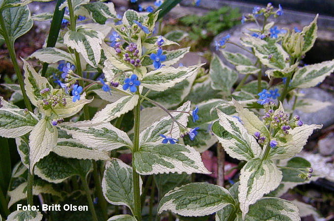 Бруннера крупнолистная 'Вариегата'