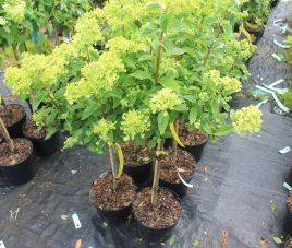 Поступили новые гортензии и пополнились хвойники