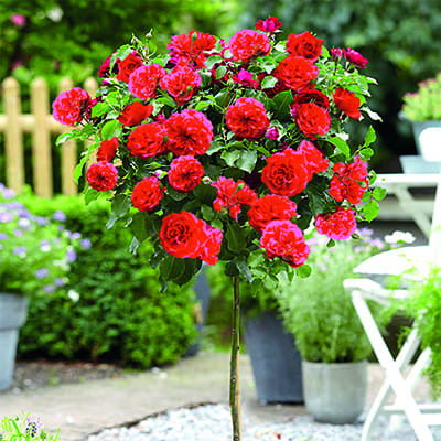 Роза 'Дувр' (штамбовая) (оранжево-красный)