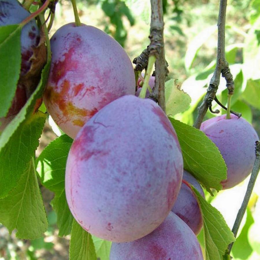 Слива 'Исполинская'