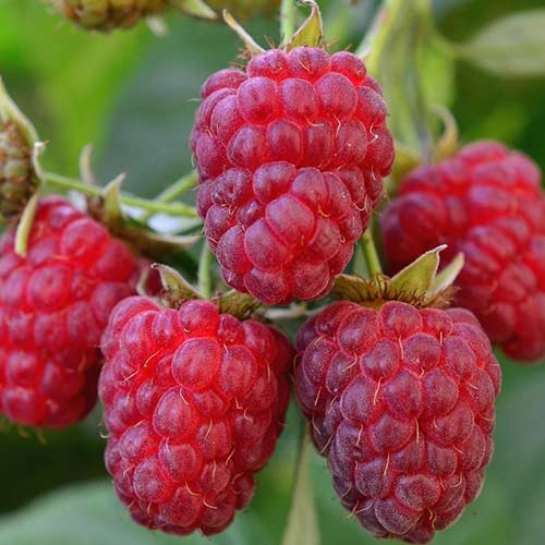 Малина 'Королевский шик'