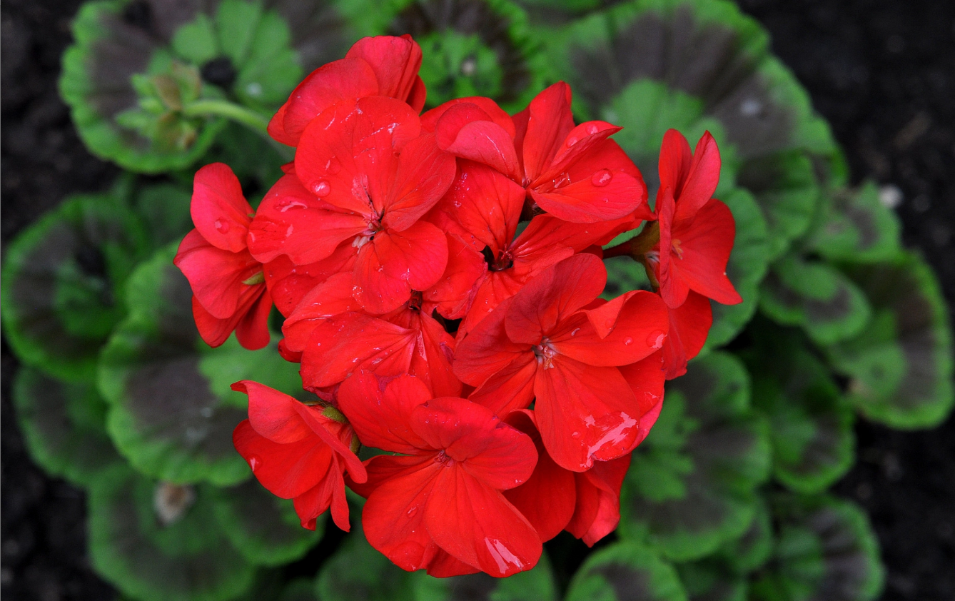 Пеларгония зональная 'Самара' (красная - темный лист)