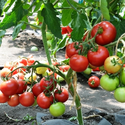 Томат 'Бокеле'