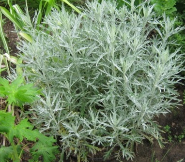 Полынь Людовика