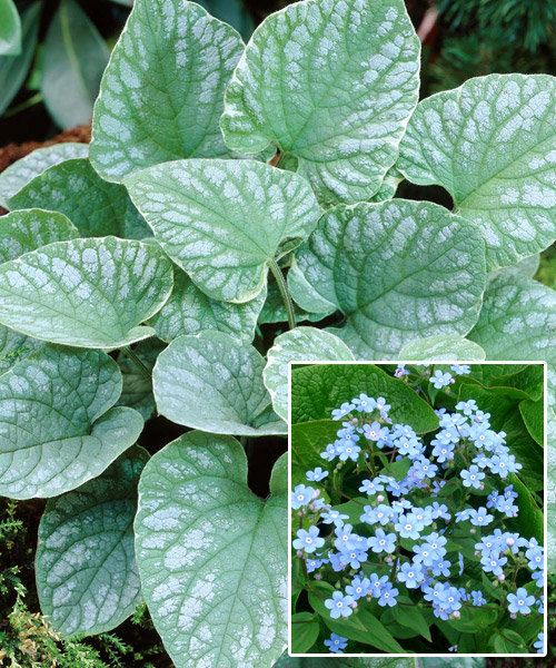 Бруннера крупнолистная 'Сильвер Вингс'