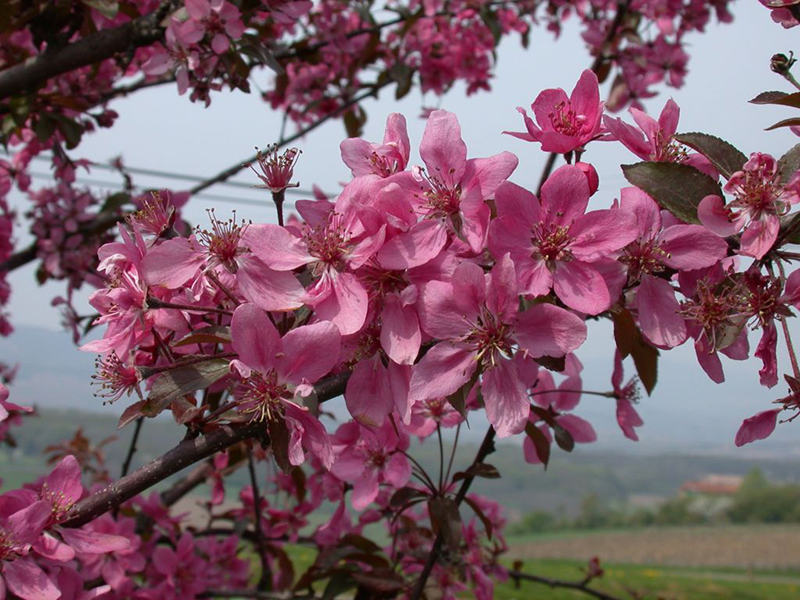 Яблоня декоративная 'Кокцинелла'