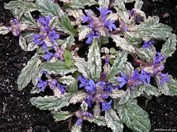 Живучка ползучая 'Спарклер'