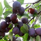 Слива 'Ренклод Харитоновский'