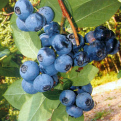 Голубика высокорослая 'Блюрей'