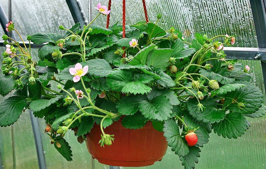 Земляника (клубника) ампельная (кашпо)