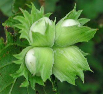 Фундук 'Тамбовский ранний'