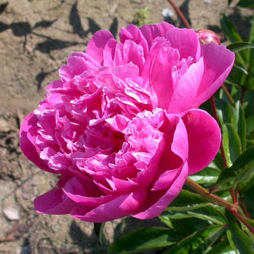 Пион молочноцветковый 'Дейтон' (розовый)