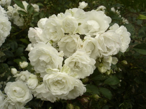 Роза 'Альба Мейдиланд' (почвопокровная, шраб, флорибунда) (белая)