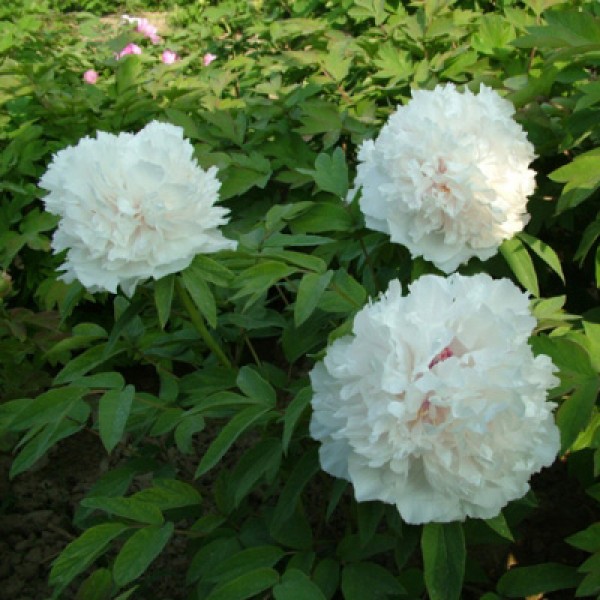 Пион древовидный (белый)