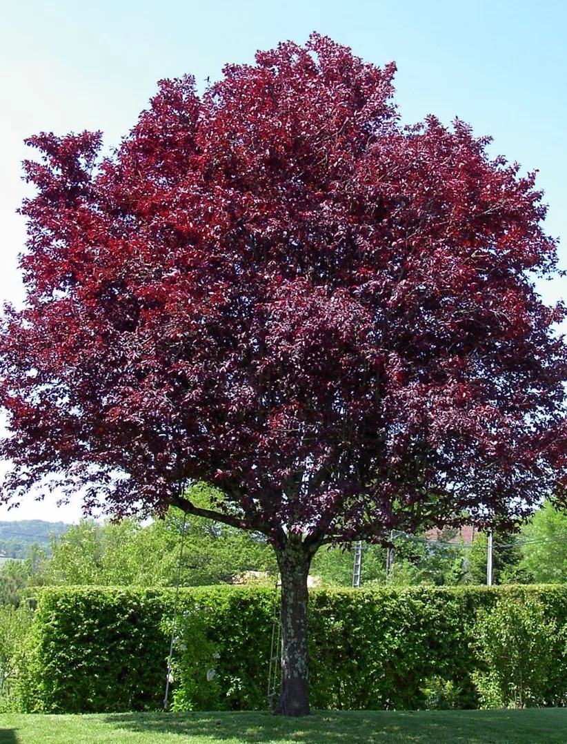 Слива растопыренная 'Писсарди' Слива растопыренная 'Писсарди'