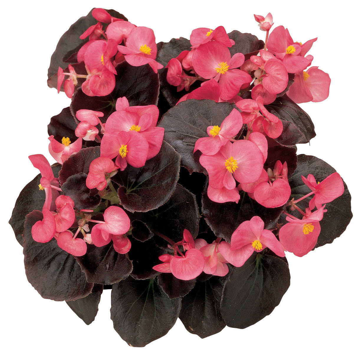 Бегония изящная 'Найтлайф Брайт Роуз' (темно-розовая с темным листом)