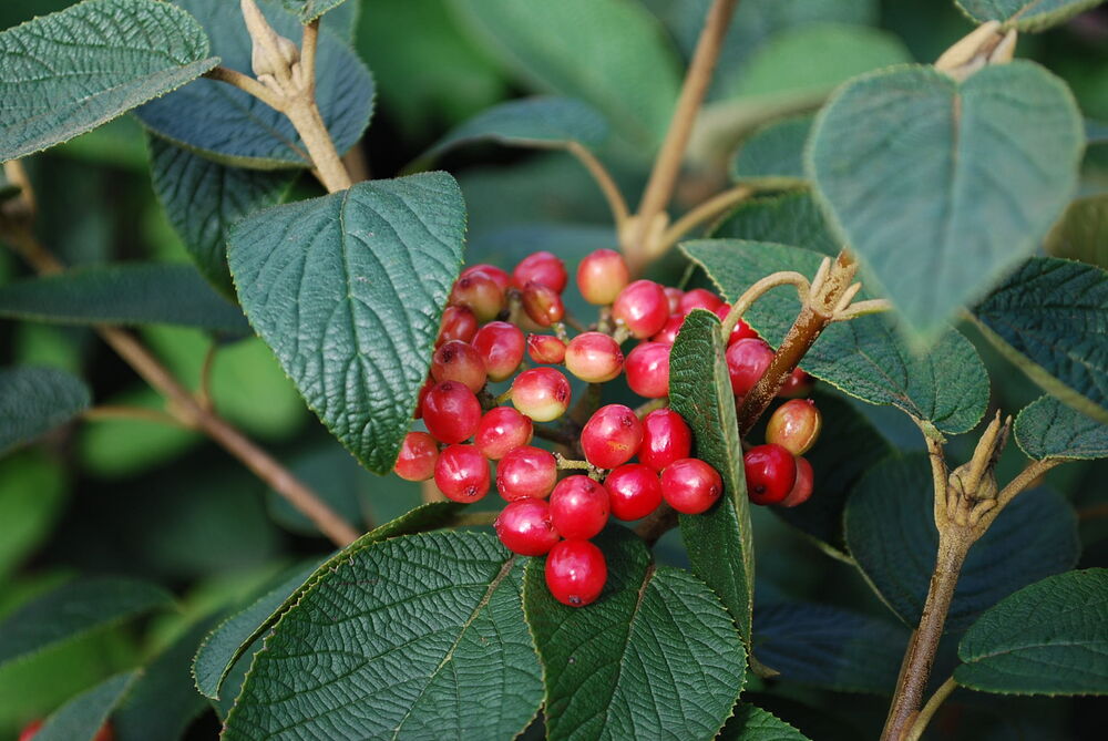 Калина гордовина 'Могикан'