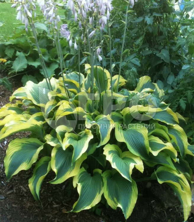 Хоста гибридная (вздутая, волнистая) 'Атлантида'