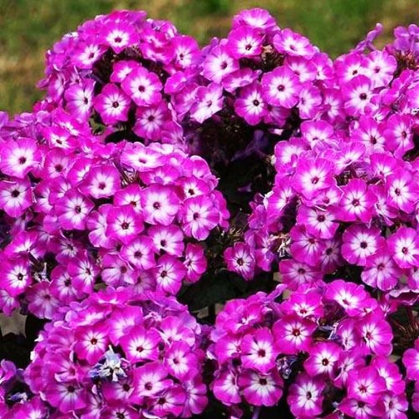 Флокс метельчатый 'Лаура'