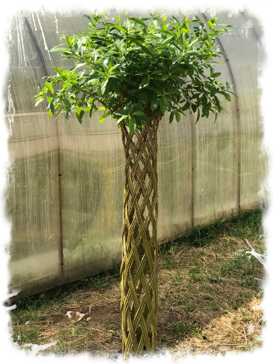 Ива разносортная (плетение)