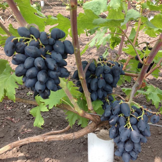 Виноград 'Ромбик'