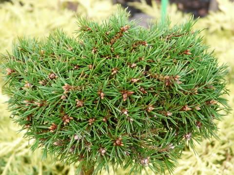 Сосна обыкновенная 'Бэксел'