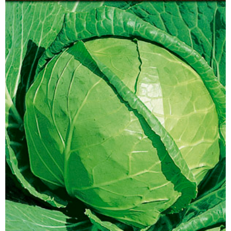 Капуста белокочанная 'Московская поздняя'