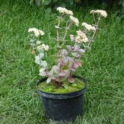 Седум гибридный (Очиток) 'Хаб Грей'