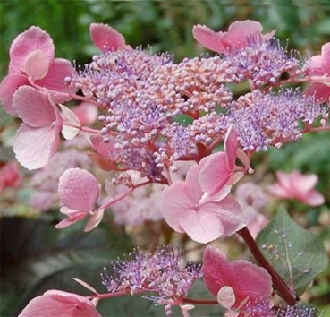 Гортензия шершавая 'Хот Шоколад'