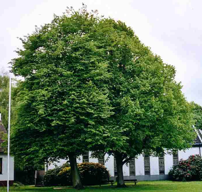 Липа европейская 'Эухлора'