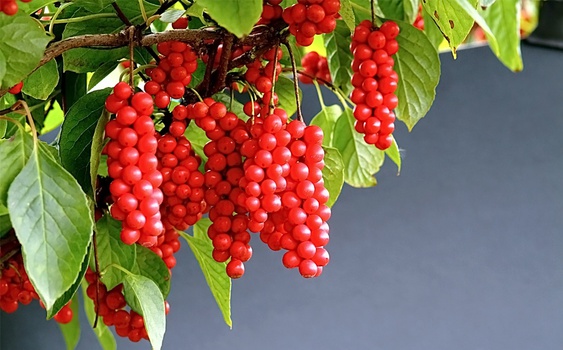 Лимонник китайский 'Миф'