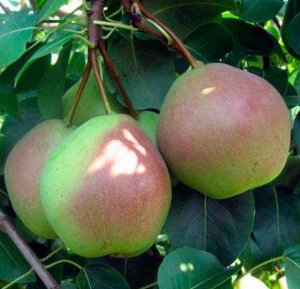 Груша 'Десертная Россошанская'