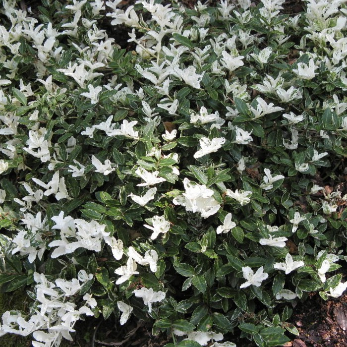 Бересклет Форчуна 'Арлекин'