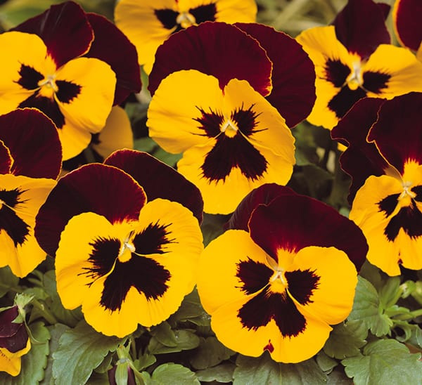 Виола Виттрока 'Матрикс Ред Винг' (желто - красная с темным глазком)